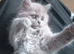Ragdoll x scottish fold