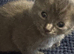 8 weeks kittens