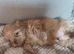 8 week old shih tzu boy