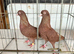 Red tipplers