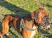 Our handsome boxer dog, offered for stud! Heart score 0