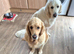 Brother and sister retrievers