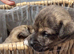 Jack russel puppies