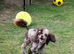 Chocolate Merle Toy Poodle For Stud SHORT NOTICE AVAILABLE in Leicestershire