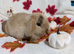 Mini lop and mini plush lop