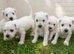 Schnoodle puppies