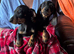 Beautiful dachshund puppy's