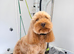 Cockapoo puppies