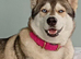 Syberian husky 18mths old female