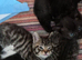 Beautiful kittens
