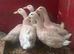 Cherry valley drakes 10 weeks old