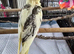 Hand reared baby Cockatiel