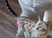 LAST ONE . READY NOW....Male seal mink snow Bengal