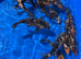 Koi mix 4-6 inch koi 5 for &pound;30