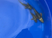 Butterfly koi