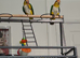 One male and one female Caiques.