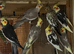 Cocktails Ringneck Lovebirds canaries