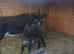 Mum and baby boy