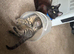 Beautiful brother and sister kittens