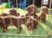 Dachshund chocolate and tan puppies