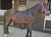Reggie 14h gelding