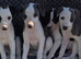 Lovely whippet pups