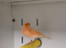 Beautiful Mixed Canaries available!!!
