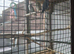 male ringneck