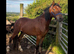 3yr old Welsh c gelding