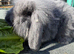 Lop bunny kits