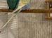 Pair of Rainbow budgies