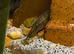 Spiny Eel (Macrognathus pancalus)