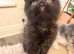 Cute Persian babies rare chocolate brown colour boy