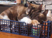 Home needed for 3 cats