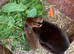 Gorgeous Pedigree Mini Rex rabbits for sale