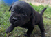 Labrador puppies