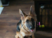 Gorgeous German Shepherd Female Puppy