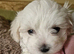 Marvellous Maltese Pups