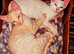 Affectionate half Siamese ginger spotty boy