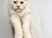 Maine coon kittens