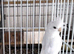 Cockatiel male