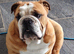English bulldog - 4 years old