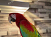 Handreared Tame Greenwing Macaw