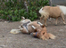32&rdquo; cream dun and white registered mare
