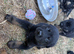 Beautiful Rottweiler cross German shepherd puppies