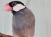 2 java sparrows