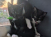 5 beautiful tuxedo kittens (9 weeks old ) ready for new homes