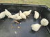 Button quails