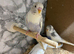 Budgies forsale