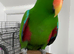 Tame and talkative eclectus parrot